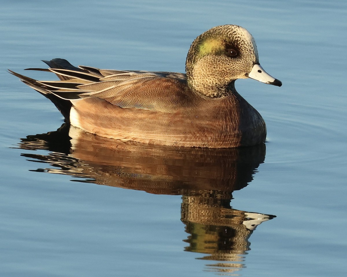 アメリカヒドリ - ML646463450