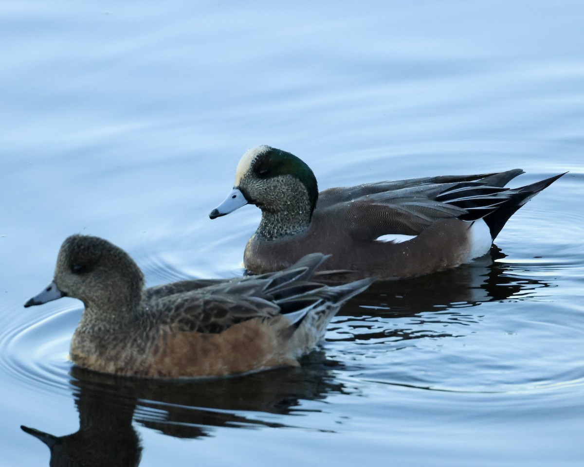 アメリカヒドリ - ML646463451