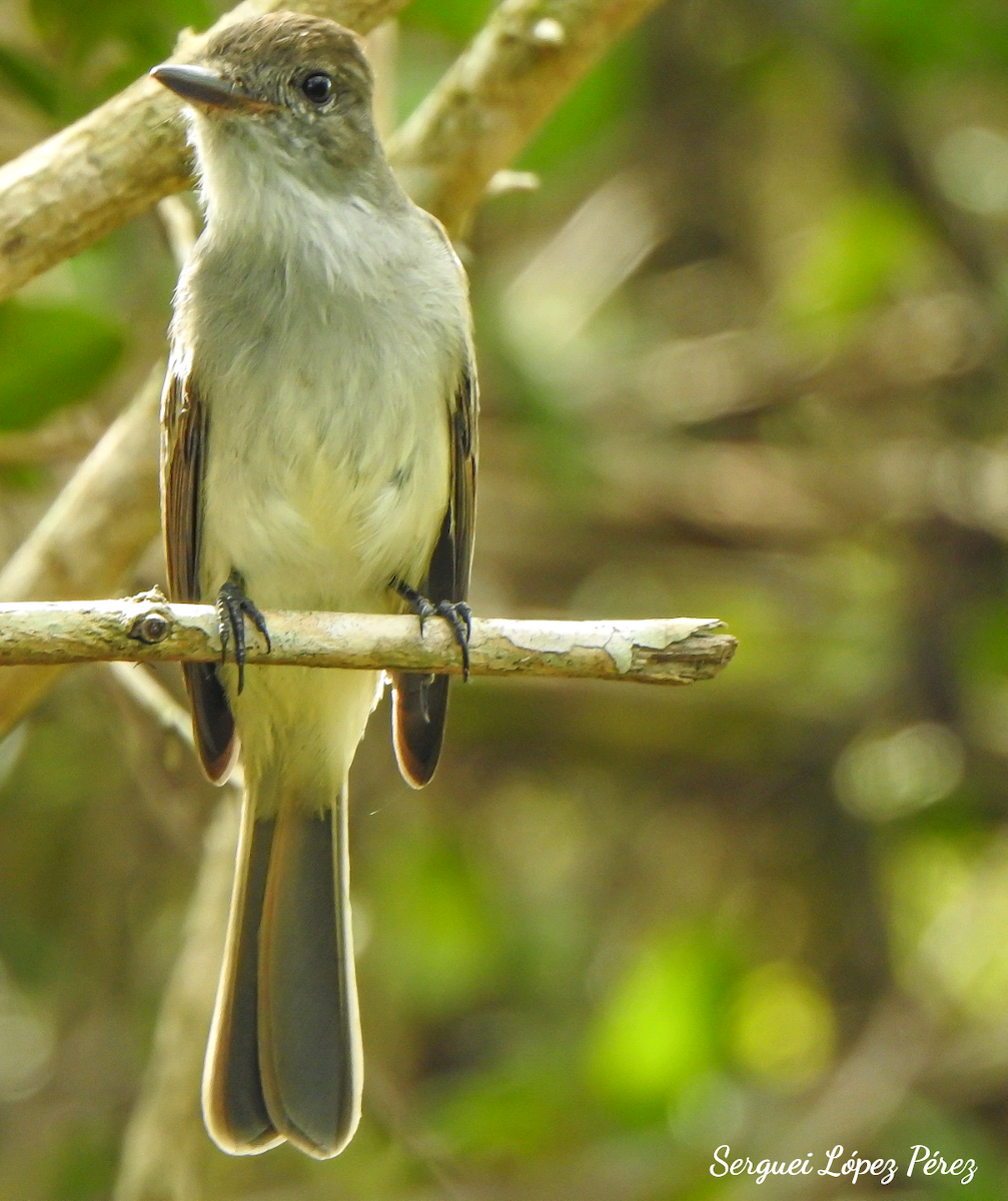 バハマヒタキモドキ - ML646463454