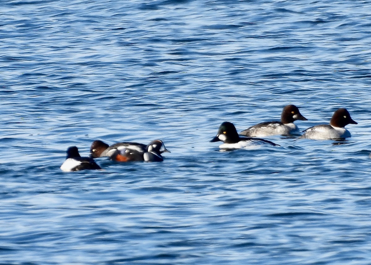 シノリガモ - ML646463455