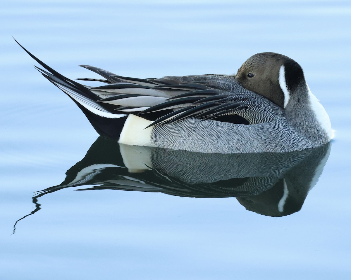 オナガガモ - ML646463456