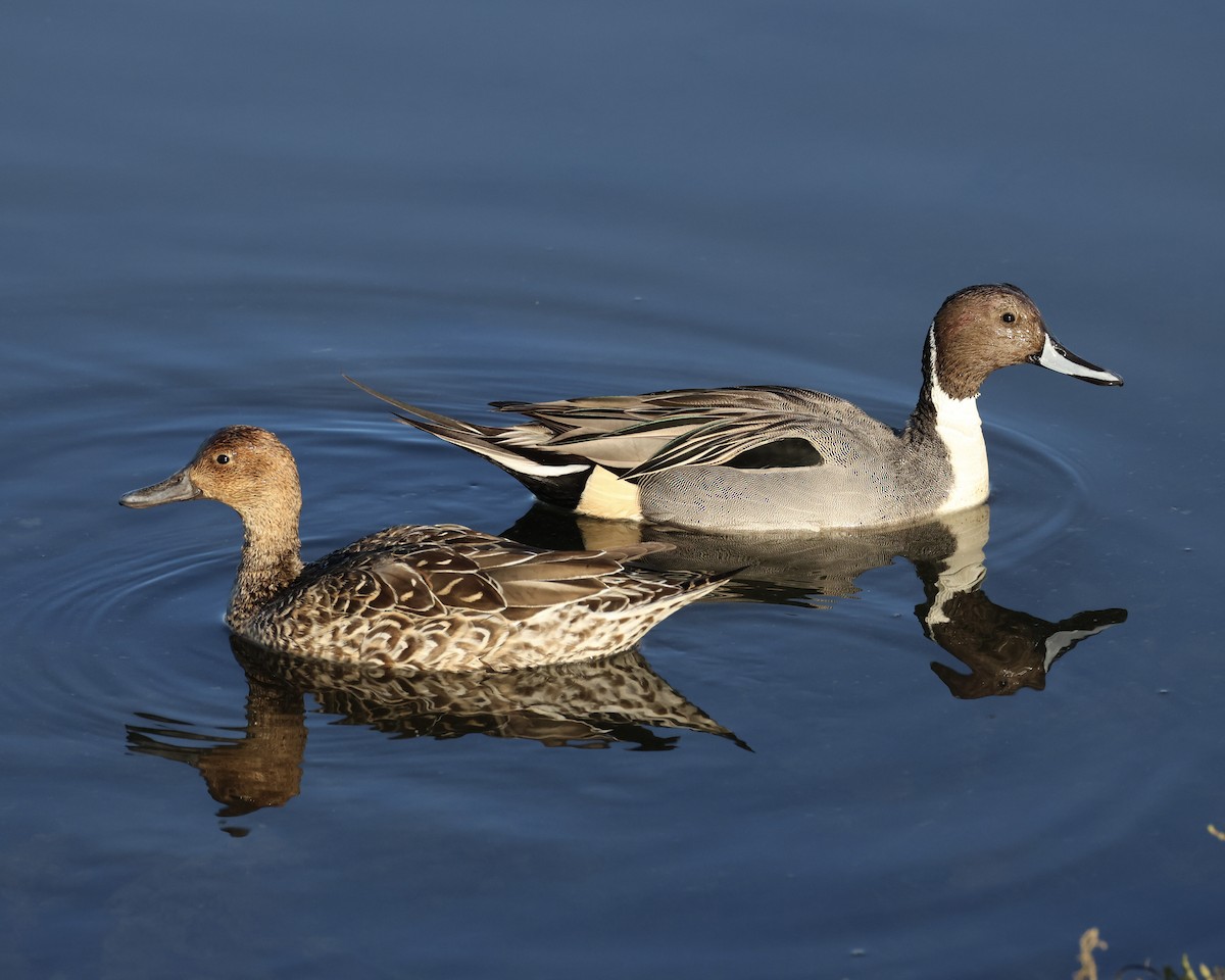 オナガガモ - ML646463457