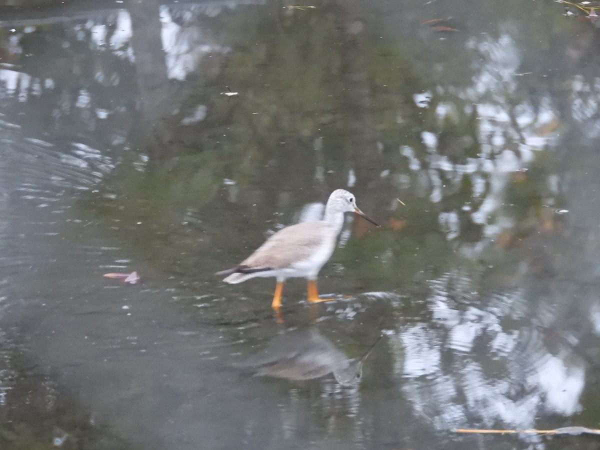 Lesser Yellowlegs - ML646463458