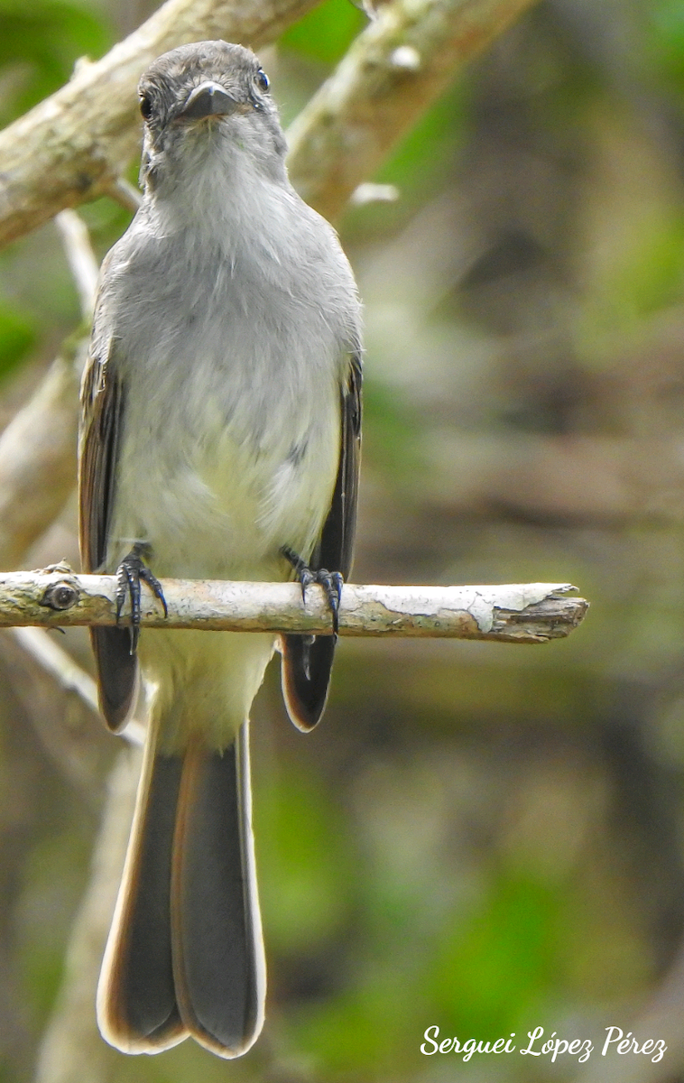 バハマヒタキモドキ - ML646463459