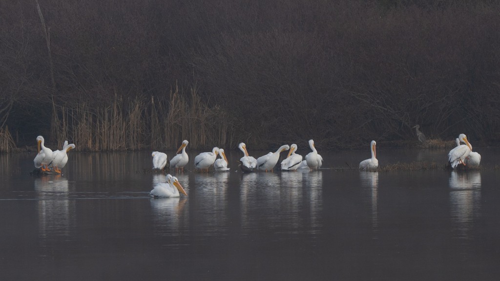 American White Pelican - ML646463460