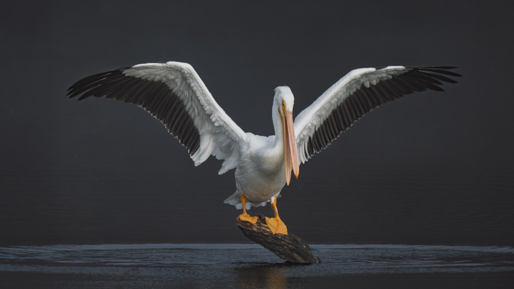 American White Pelican - ML646463461