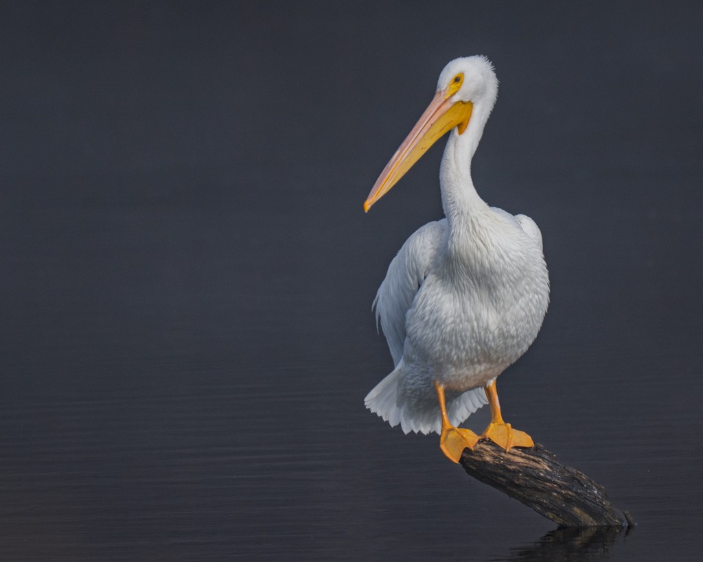 American White Pelican - ML646463462