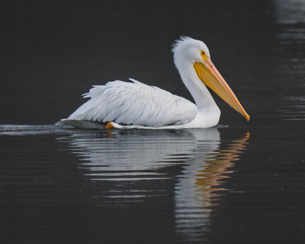 American White Pelican - ML646463463