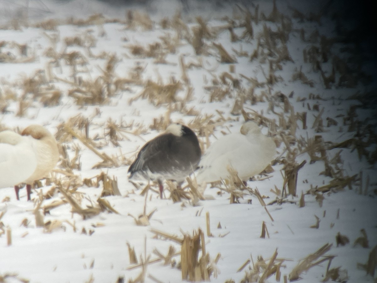 Oie des neiges - ML646463464