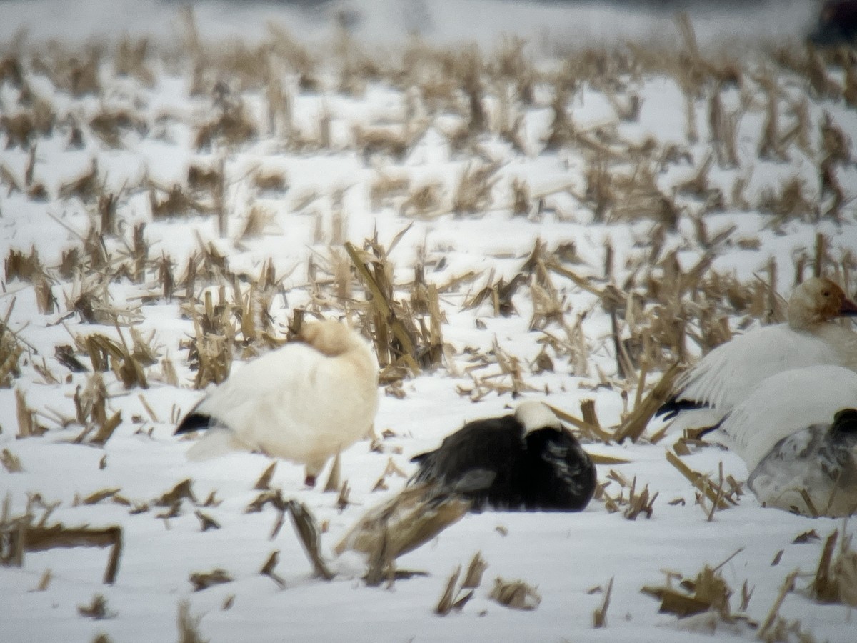 Oie des neiges - ML646463466