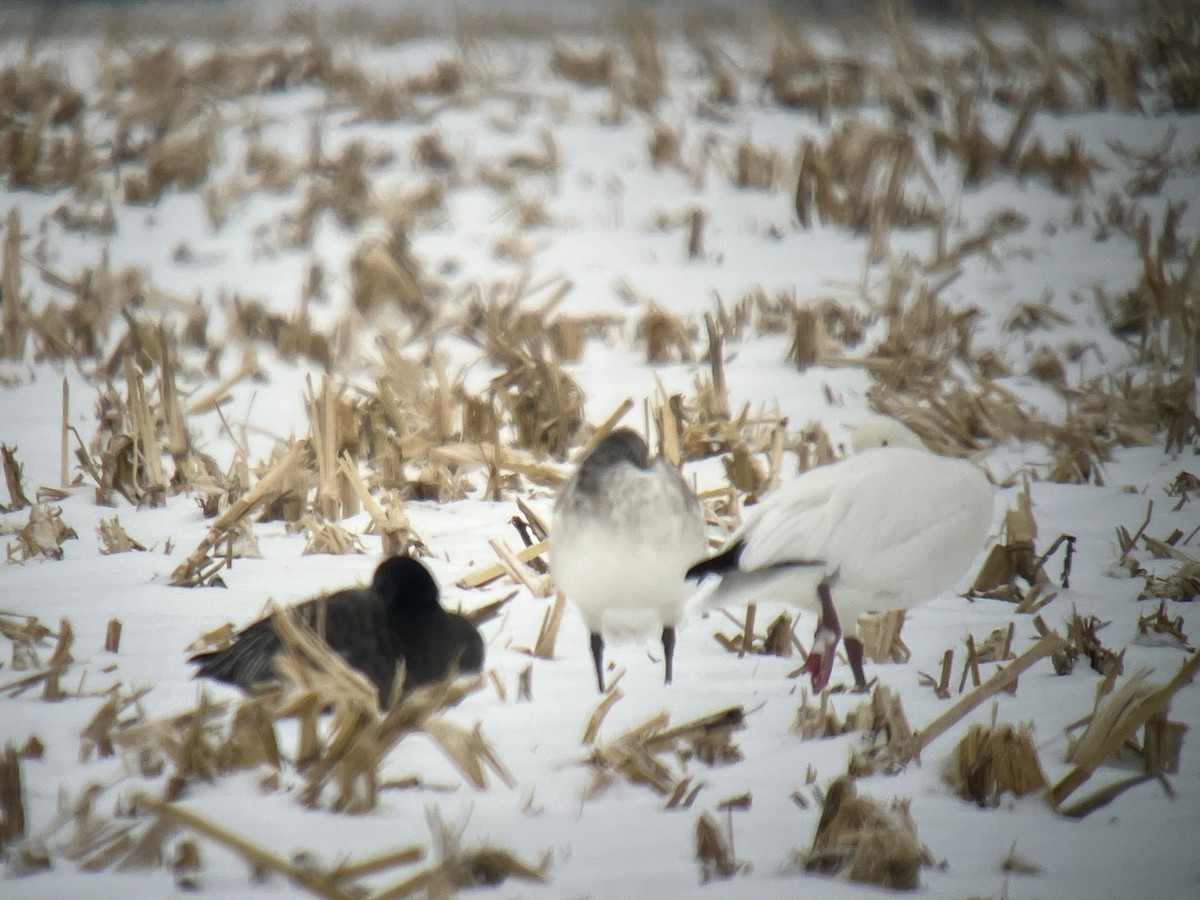 Oie des neiges - ML646463467