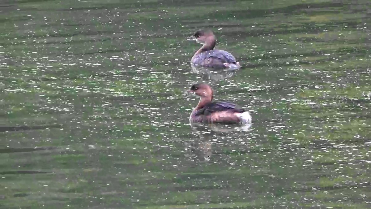 Pied-billed Grebe - ML646463473