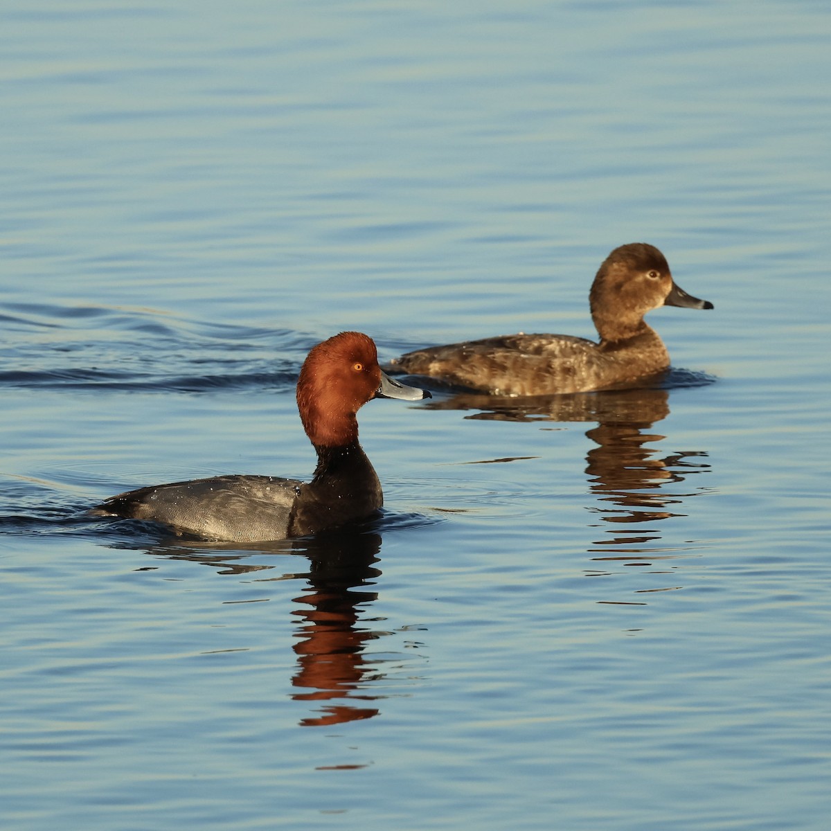 アメリカホシハジロ - ML646463474