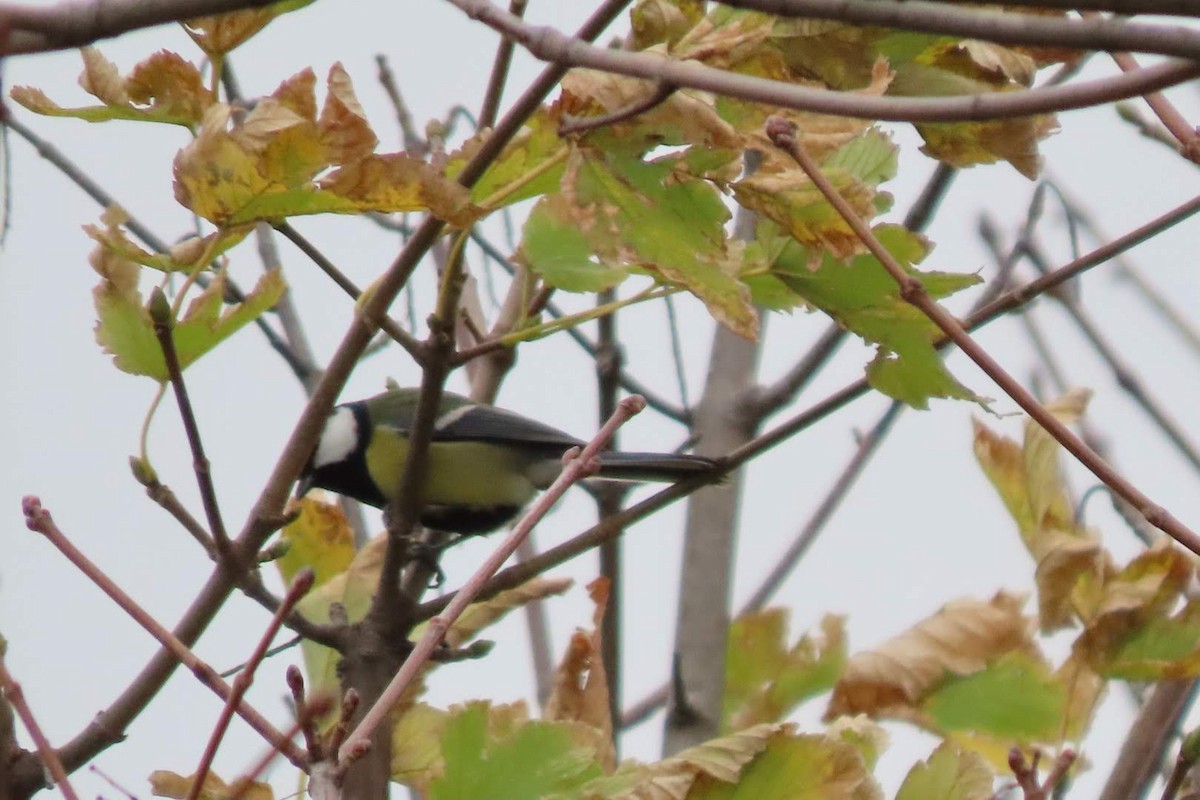 Great Tit - ML646463476