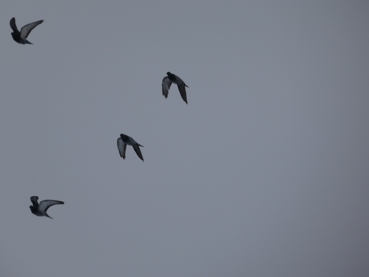 Rock Pigeon (Feral Pigeon) - ML646463477