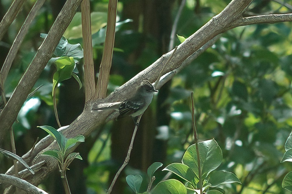 カリブシラギクタイランチョウ - ML646463478