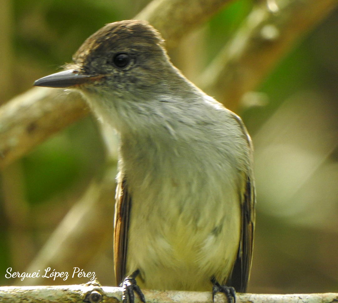 バハマヒタキモドキ - ML646463479