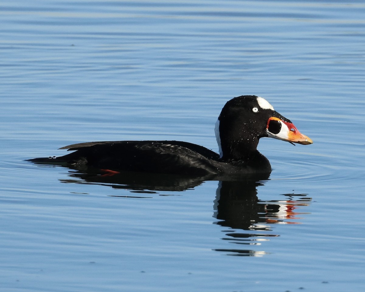 アラナミキンクロ - ML646463483