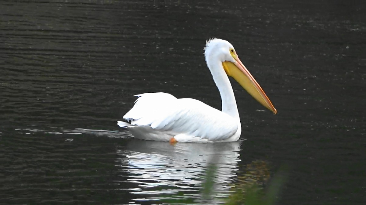 アメリカシロペリカン - ML646463484