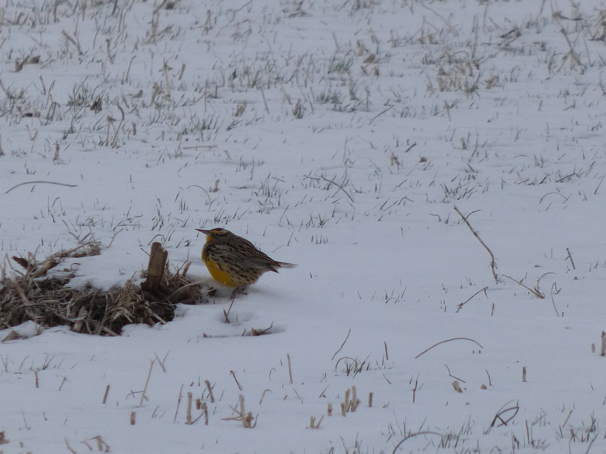 Eastern Meadowlark - ML646463485