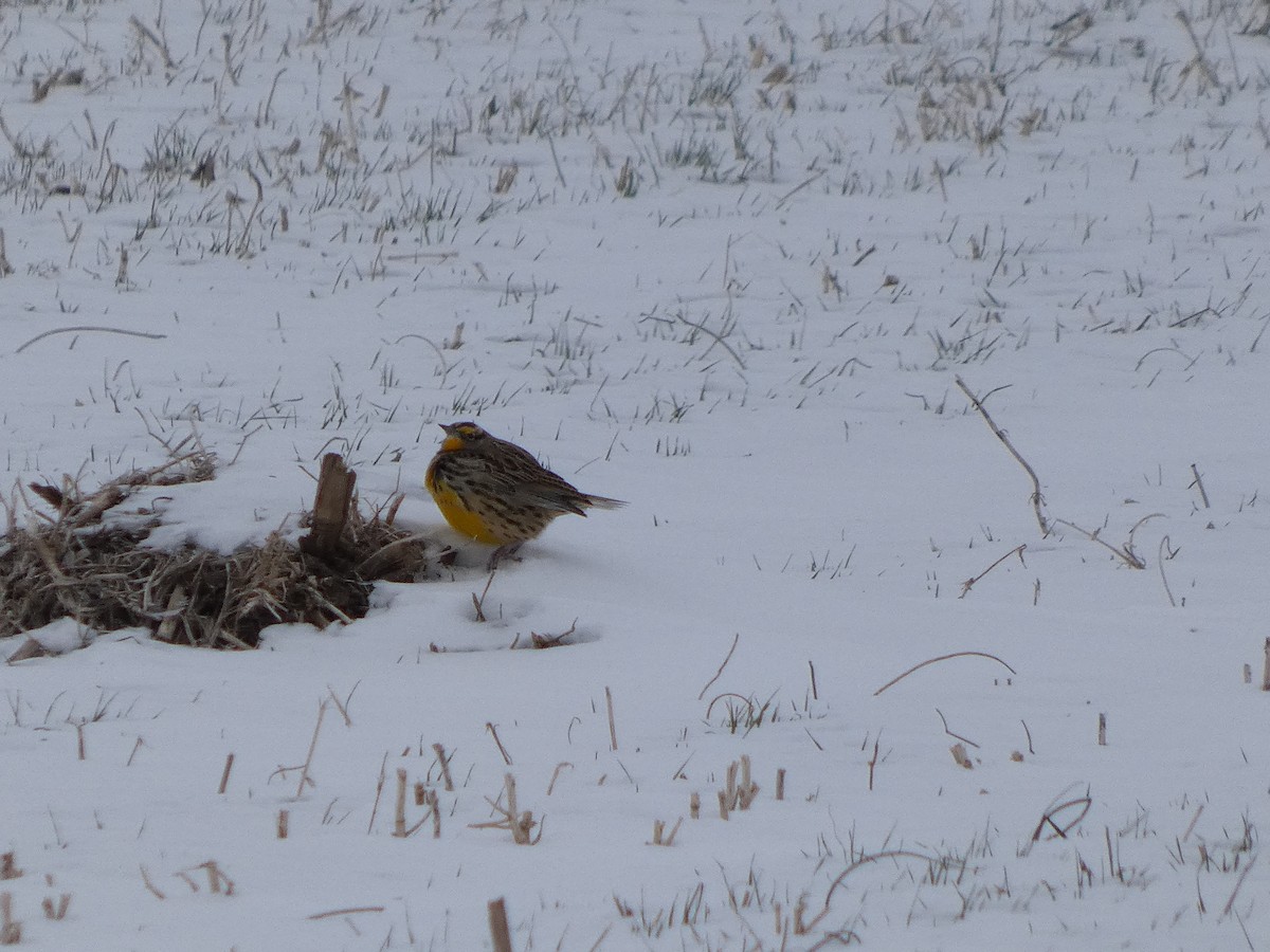 Eastern Meadowlark - ML646463486
