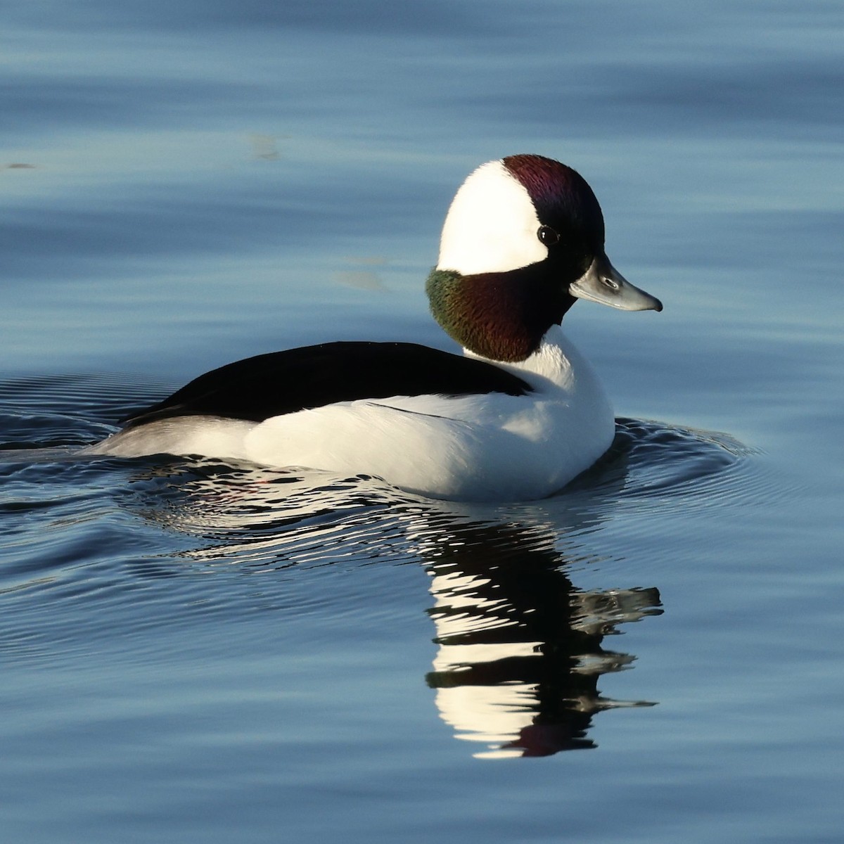 ヒメハジロ - ML646463487