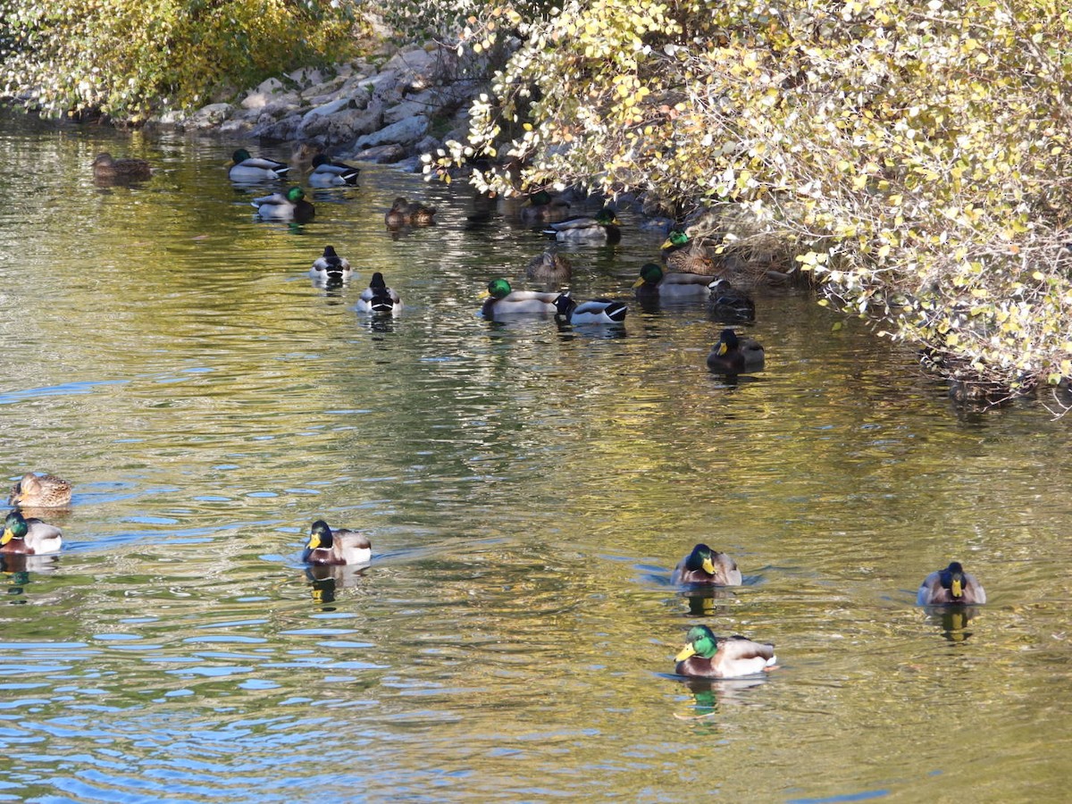 マガモ - ML646463488