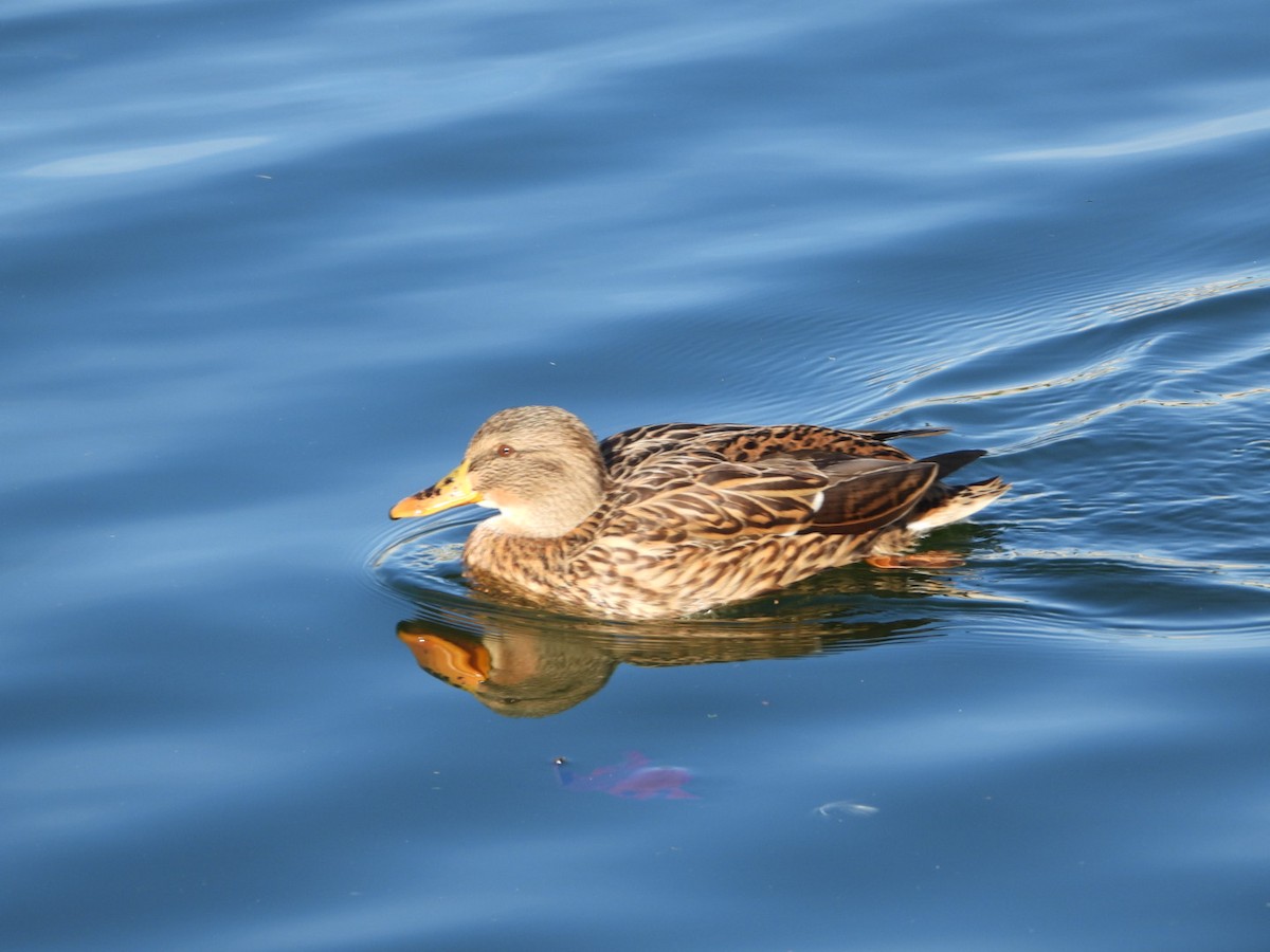 マガモ - ML646463489