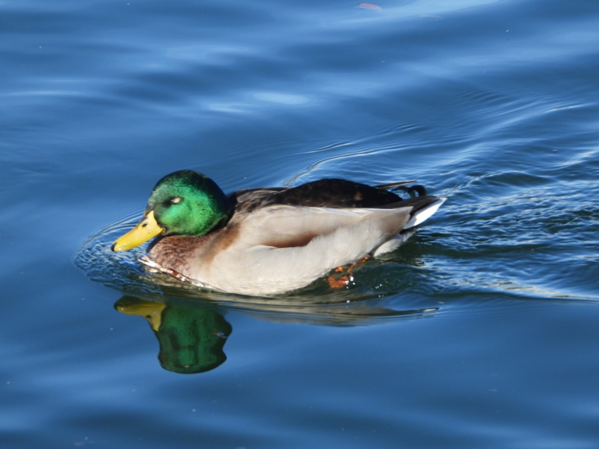 マガモ - ML646463490