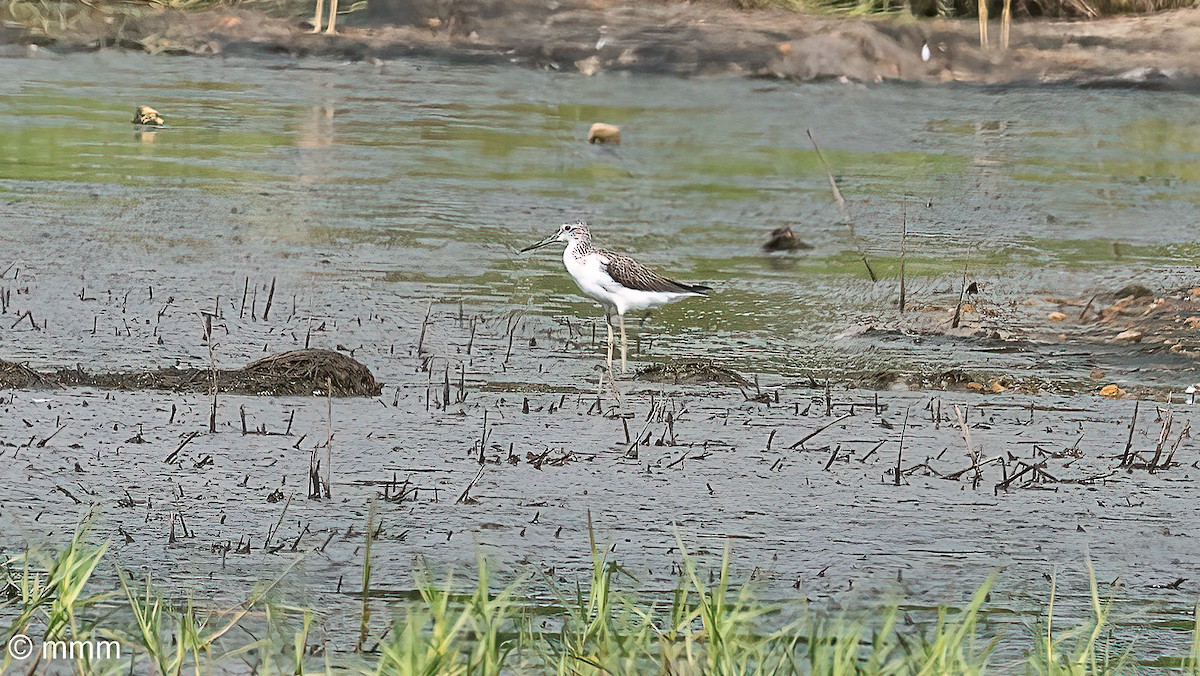 アオアシシギ - ML646463491