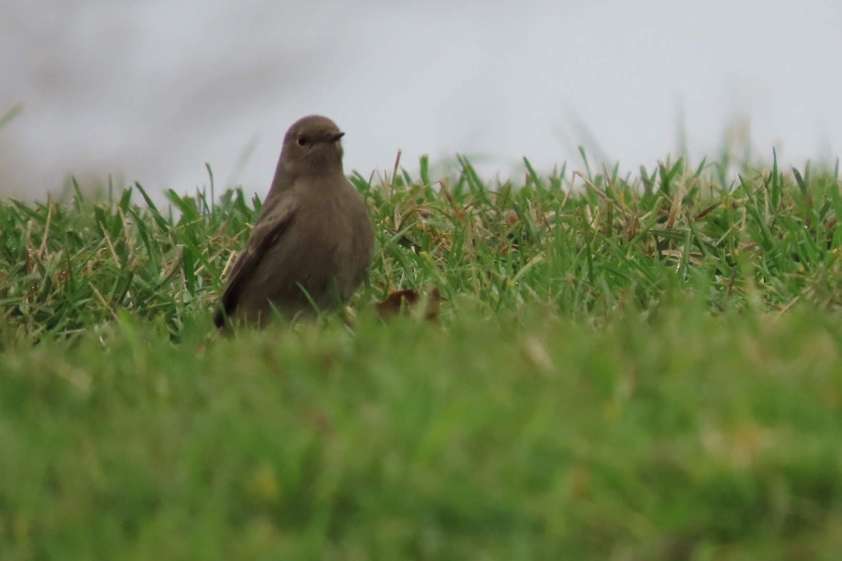 クロジョウビタキ - ML646463492