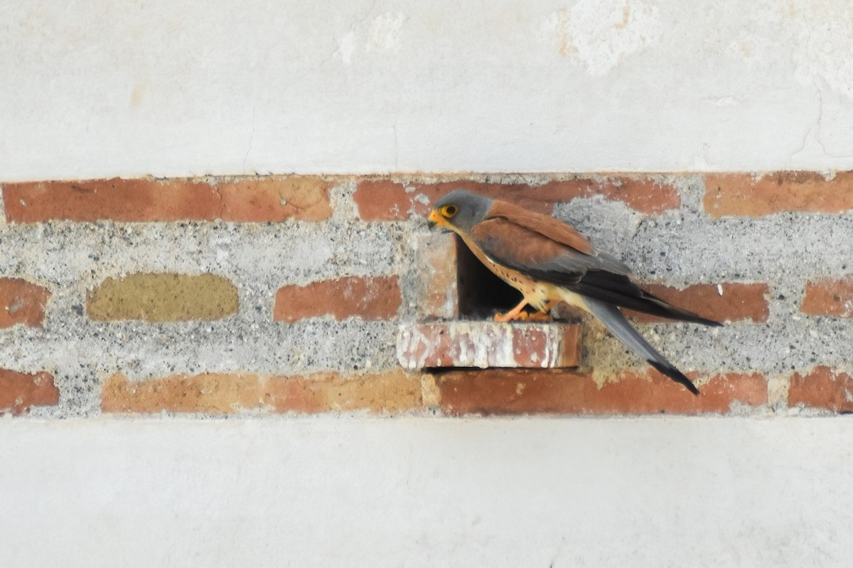 ヒメチョウゲンボウ - ML646463493