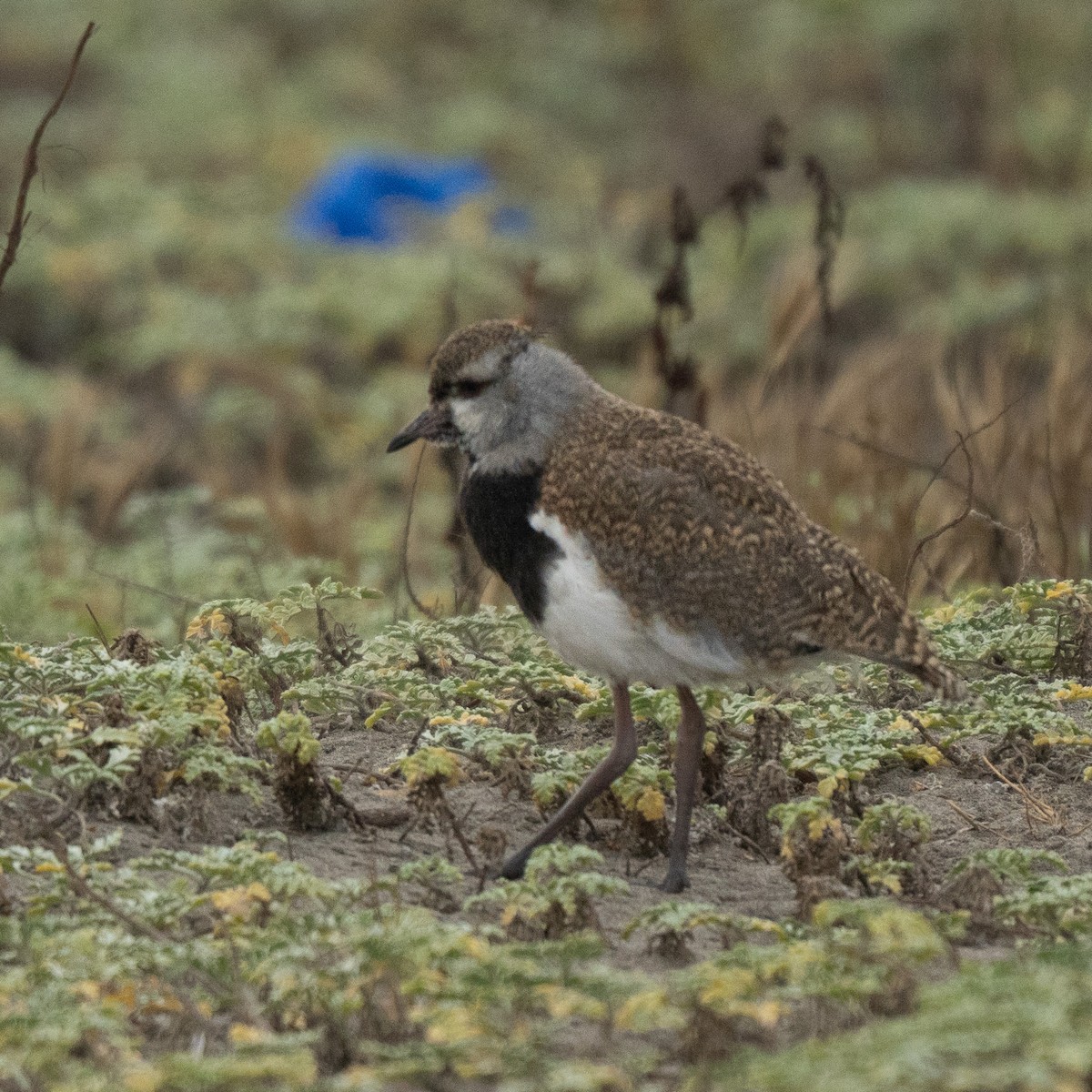 ナンベイタゲリ - ML646463494