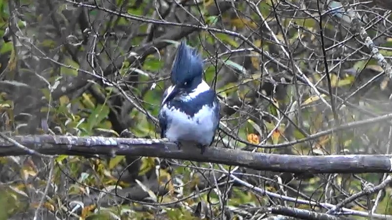 アメリカヤマセミ - ML646463495