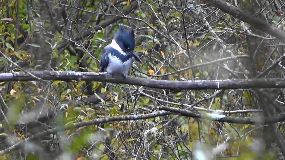 アメリカヤマセミ - ML646463496