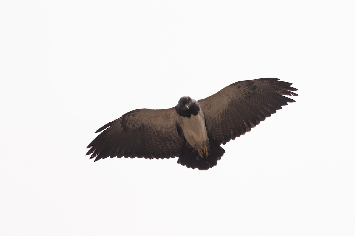 ワシノスリ - ML646463498