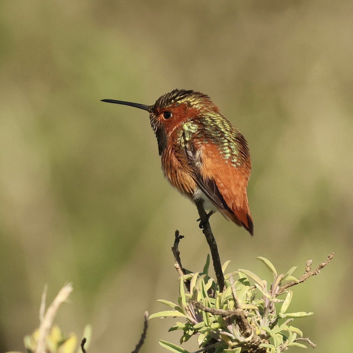 アレンハチドリ - ML646463499