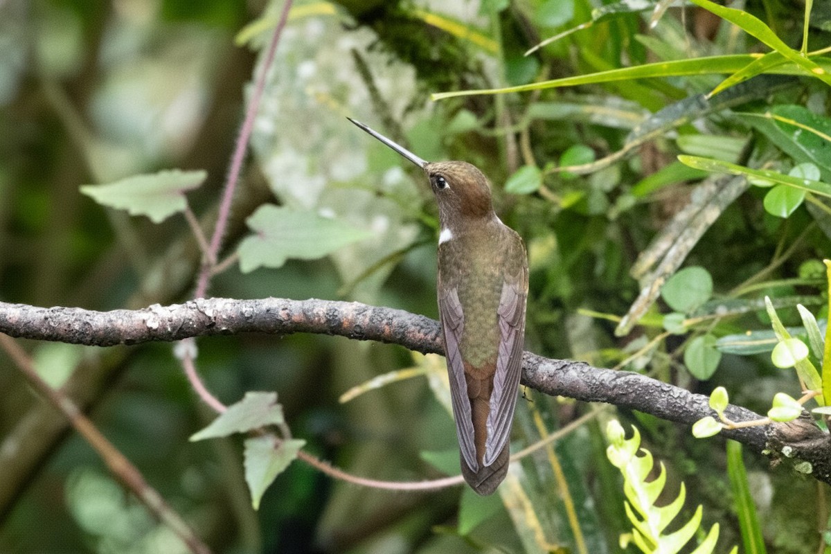 チャイロインカハチドリ - ML646463500