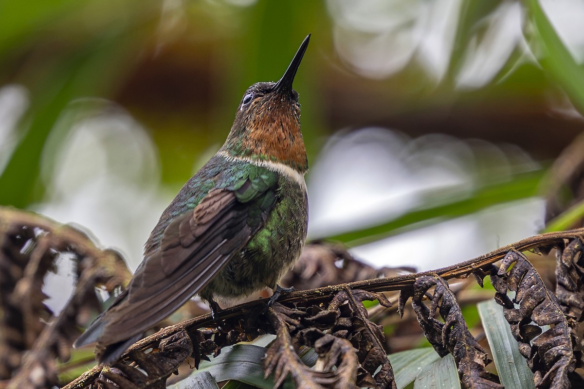 Amethyst-throated Sunangel - ML646463501