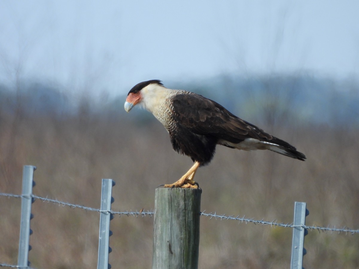 ミナミカラカラ - ML646463502