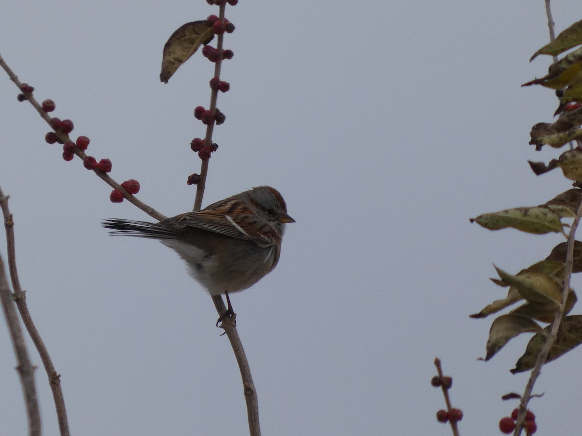 ムナフヒメドリ - ML646463503