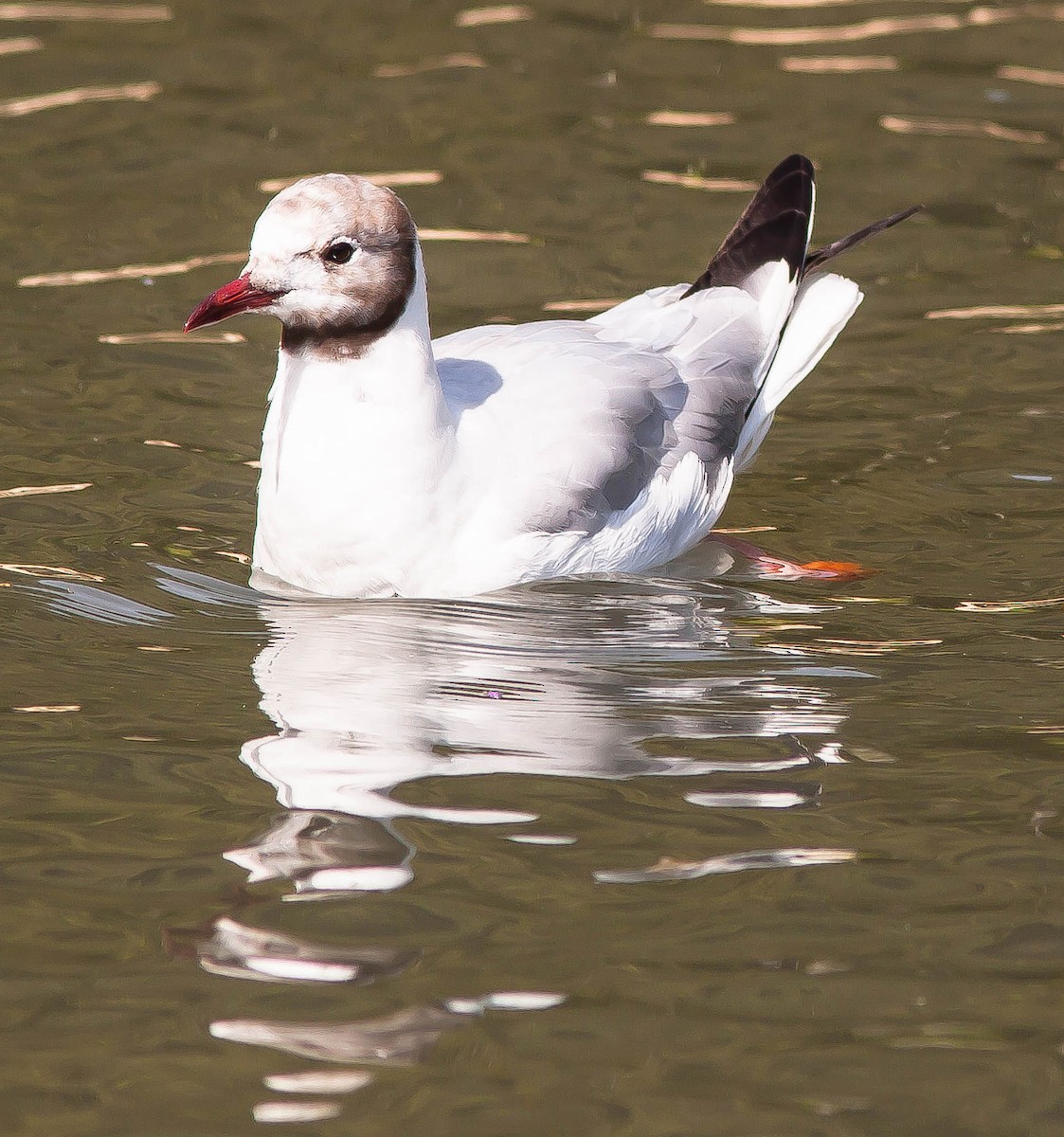 ユリカモメ - ML646463506