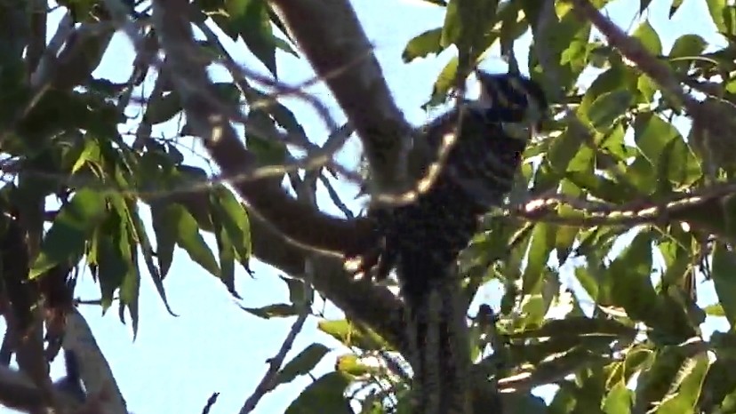 シロハラシマアカゲラ - ML646463507