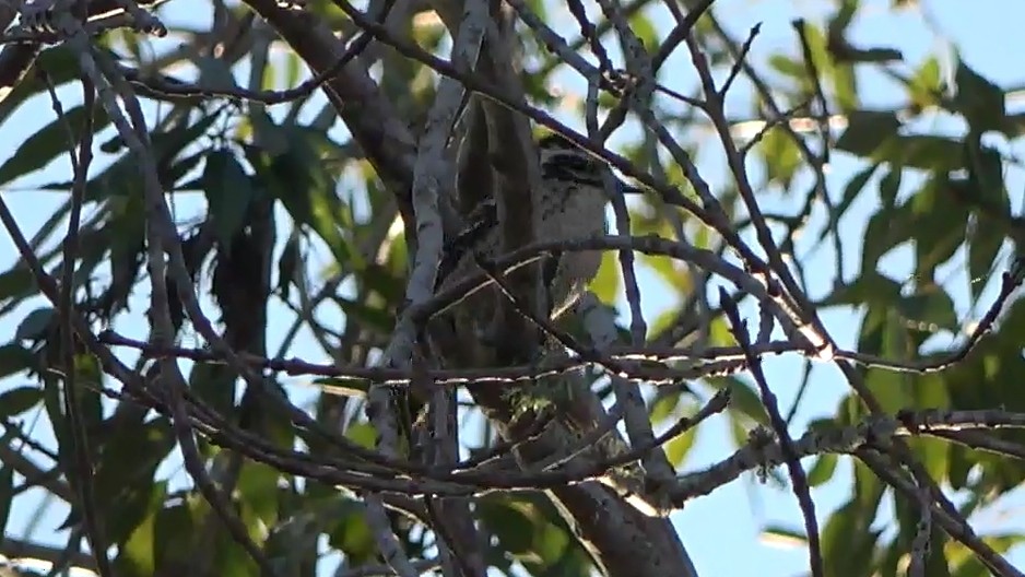 シロハラシマアカゲラ - ML646463508