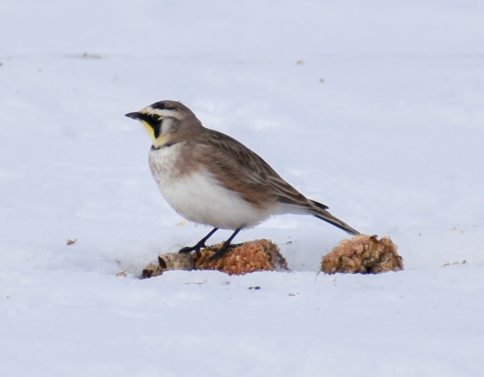 ハマヒバリ - ML646463509