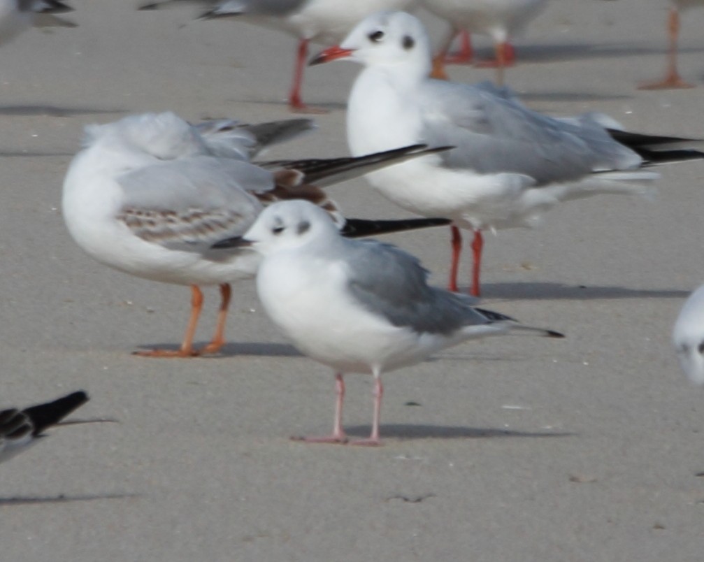 ボナパルトカモメ - ML646463510