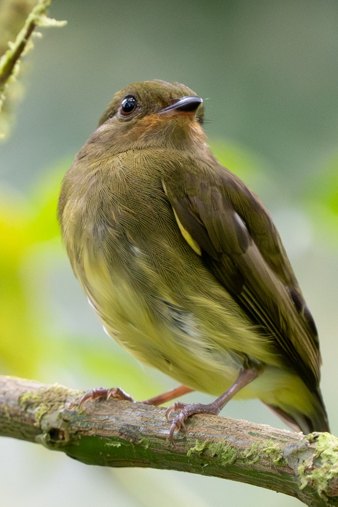 キガタヒメマイコドリ - ML646463511