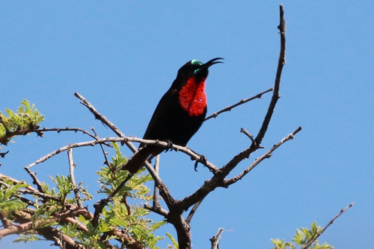 ヒムネタイヨウチョウ - ML646463512