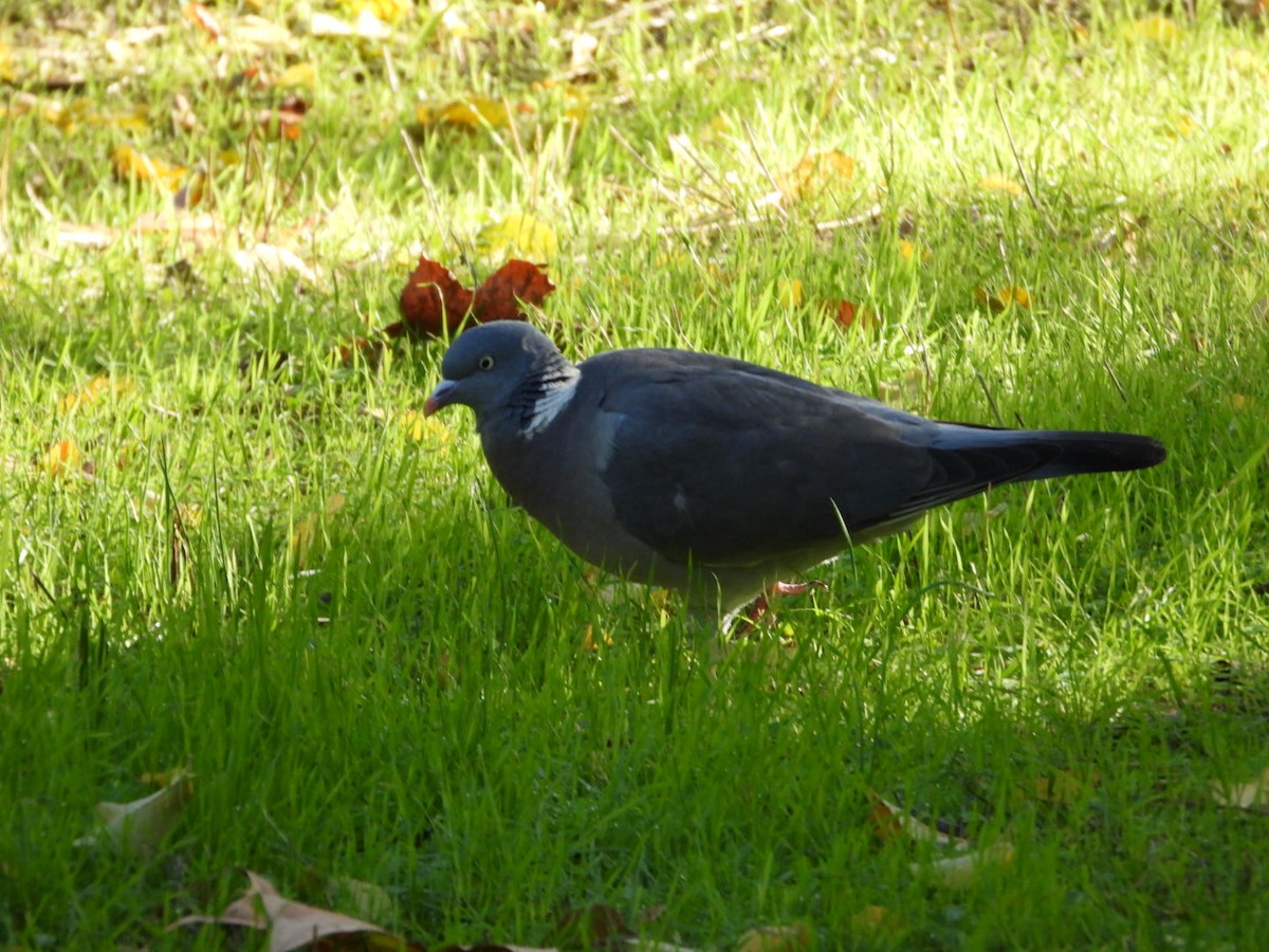 モリバト - ML646463514