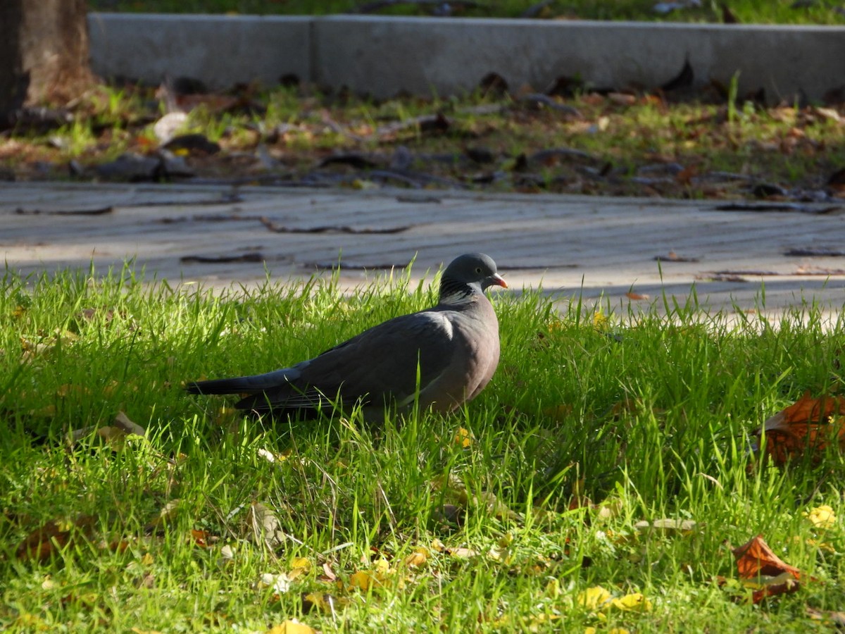 モリバト - ML646463515